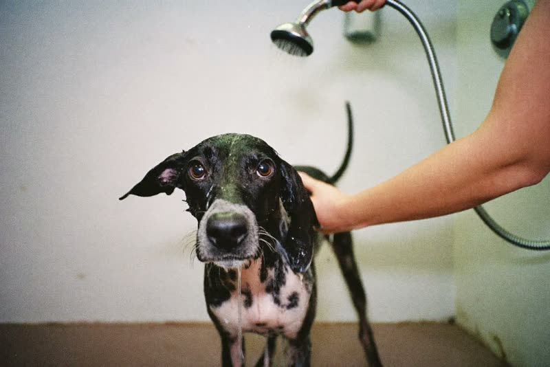 A dog being rinsed in a grooming bath