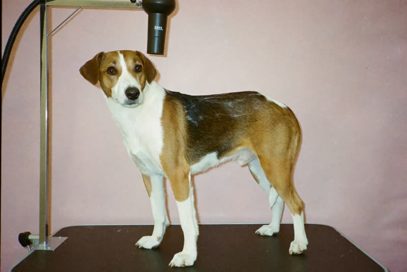 A dog being dried on a grooming table