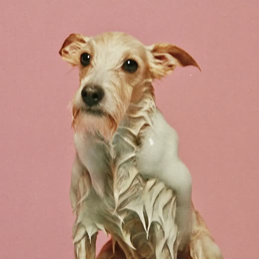 A small dog being bathed, coat wet and soapy