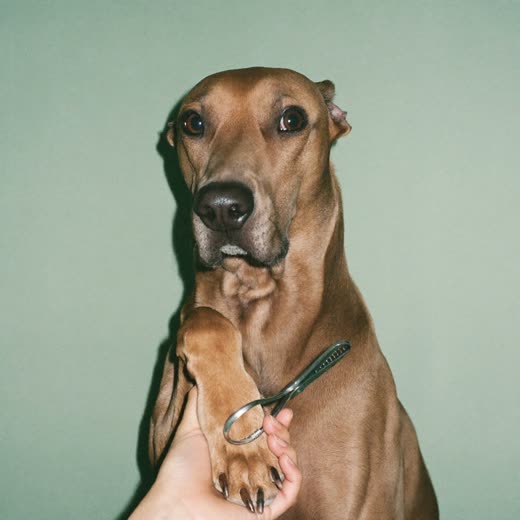 A dog's paw held for a nail trim