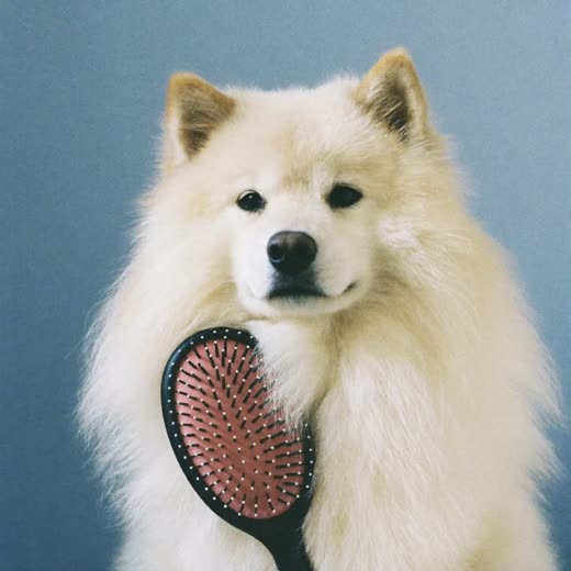 A freshly dried and brushed fluffy dog